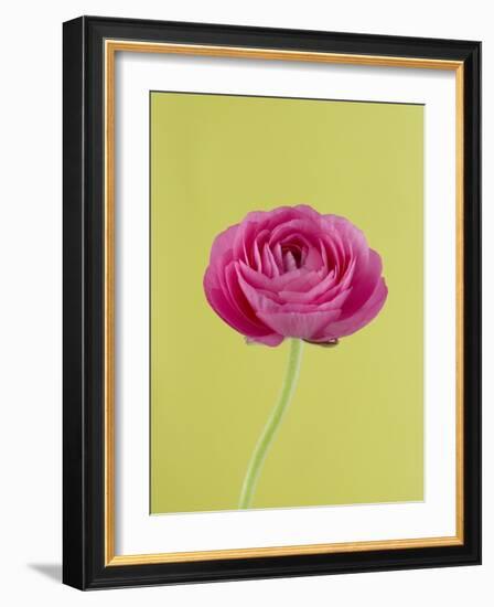 Pink Peony-Clive Nichols-Framed Photographic Print