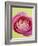 Pink Peony-Clive Nichols-Framed Photographic Print