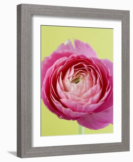 Pink Peony-Clive Nichols-Framed Photographic Print