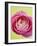 Pink Peony-Clive Nichols-Framed Photographic Print