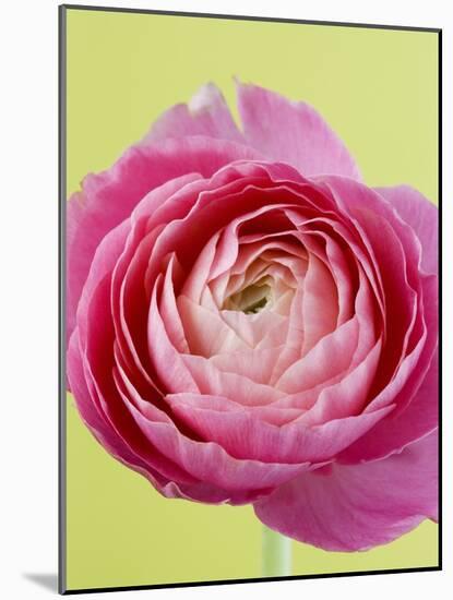 Pink Peony-Clive Nichols-Mounted Photographic Print