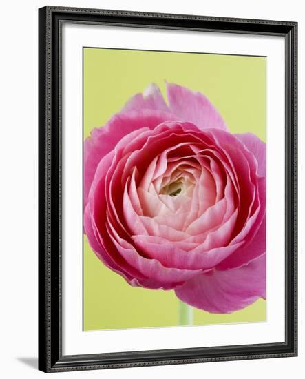 Pink Peony-Clive Nichols-Framed Photographic Print