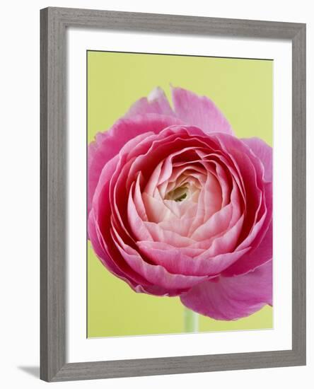 Pink Peony-Clive Nichols-Framed Photographic Print