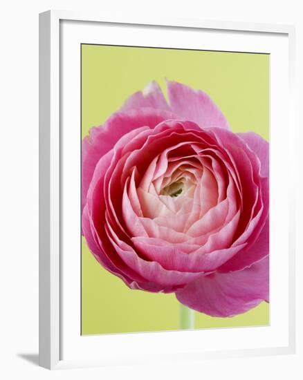 Pink Peony-Clive Nichols-Framed Photographic Print