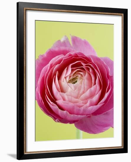 Pink Peony-Clive Nichols-Framed Photographic Print