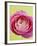 Pink Peony-Clive Nichols-Framed Photographic Print