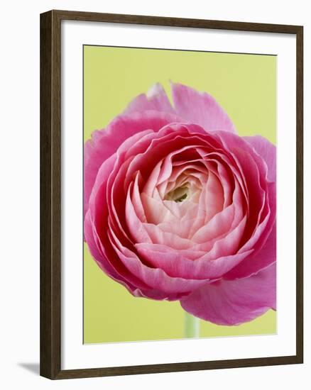 Pink Peony-Clive Nichols-Framed Photographic Print