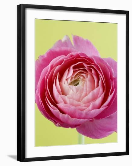 Pink Peony-Clive Nichols-Framed Photographic Print