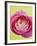Pink Peony-Clive Nichols-Framed Photographic Print