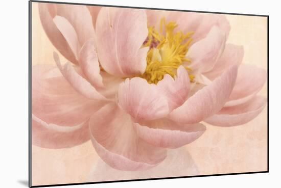 Pink Peony-Cora Niele-Mounted Photographic Print