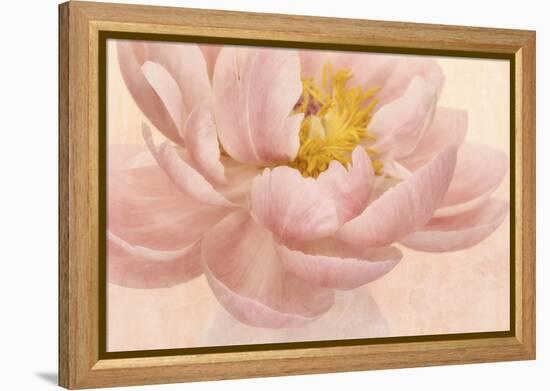 Pink Peony-Cora Niele-Framed Premier Image Canvas