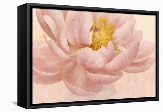 Pink Peony-Cora Niele-Framed Premier Image Canvas