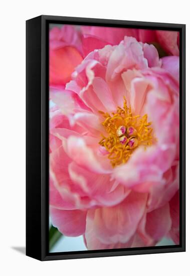 Pink Peony-Karyn Millet-Framed Stretched Canvas