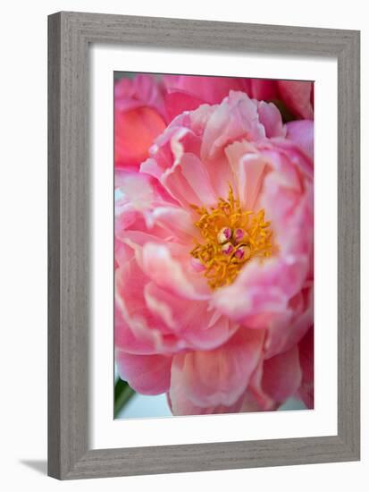 Pink Peony-Karyn Millet-Framed Photo