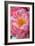 Pink Peony-Karyn Millet-Framed Photo