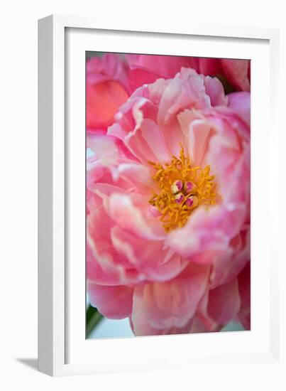 Pink Peony-Karyn Millet-Framed Photo