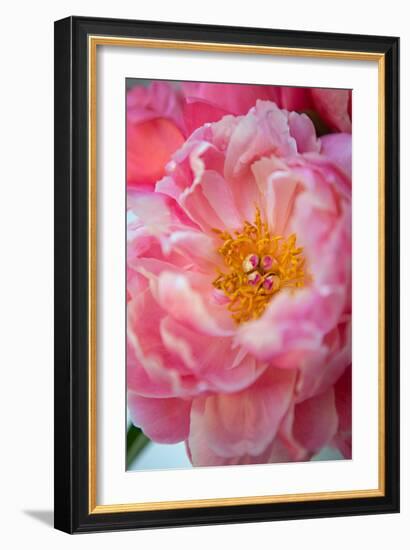 Pink Peony-Karyn Millet-Framed Photo