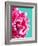 Pink Peony-Lexie Greer-Framed Photographic Print