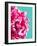 Pink Peony-Lexie Greer-Framed Photographic Print