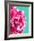 Pink Peony-Lexie Greer-Framed Photographic Print