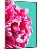 Pink Peony-Lexie Greer-Mounted Photographic Print