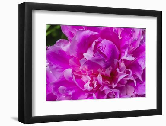 Pink peony.-William Perry-Framed Photographic Print