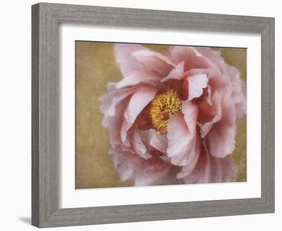 Pink Peony-Amy Melious-Framed Art Print