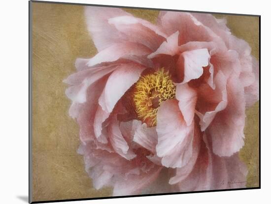 Pink Peony-Amy Melious-Mounted Art Print