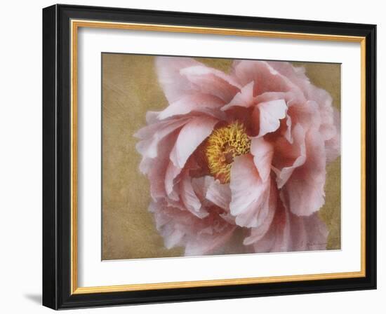 Pink Peony-Amy Melious-Framed Art Print