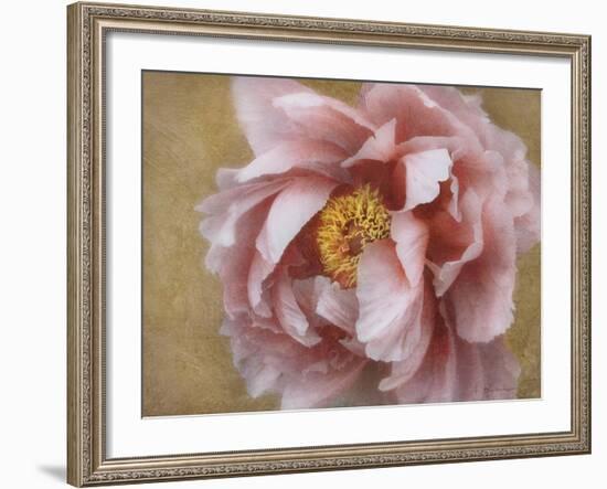 Pink Peony-Amy Melious-Framed Art Print