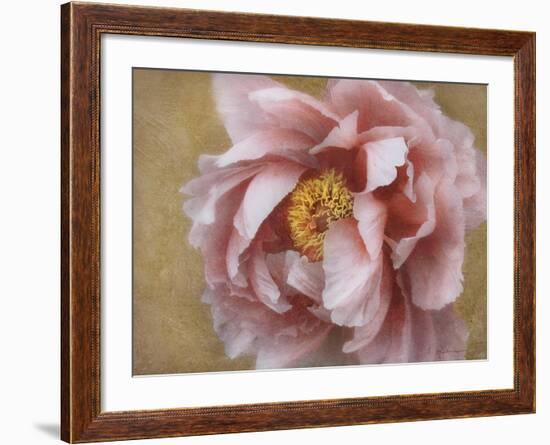 Pink Peony-Amy Melious-Framed Art Print