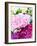 Pink Peony-Neela Pushparaj-Framed Giclee Print