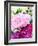 Pink Peony-Neela Pushparaj-Framed Giclee Print