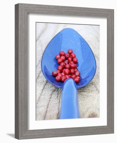 Pink Pepper in Blue Spoon-Frank Tschakert-Framed Photographic Print