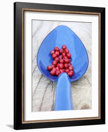 Pink Pepper in Blue Spoon-Frank Tschakert-Framed Photographic Print
