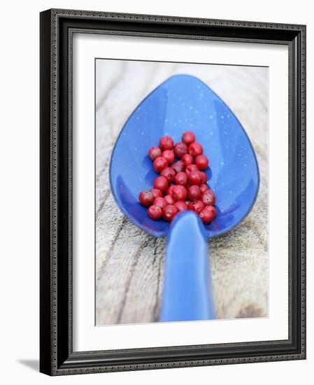 Pink Pepper in Blue Spoon-Frank Tschakert-Framed Photographic Print