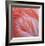 Pink Perfection 2-Joy Doherty-Framed Giclee Print