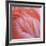 Pink Perfection 2-Joy Doherty-Framed Giclee Print