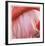 Pink Perfection 4-Joy Doherty-Framed Giclee Print