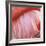 Pink Perfection 4-Joy Doherty-Framed Giclee Print