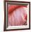 Pink Perfection 4-Joy Doherty-Framed Giclee Print