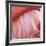 Pink Perfection 4-Joy Doherty-Framed Giclee Print