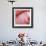 Pink Perfection 4-Joy Doherty-Framed Giclee Print displayed on a wall