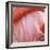 Pink Perfection 4-Joy Doherty-Framed Giclee Print