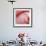 Pink Perfection 4-Joy Doherty-Framed Giclee Print displayed on a wall