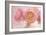 Pink Persian Buttercup Bouquet-Cora Niele-Framed Photographic Print