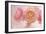 Pink Persian Buttercup Bouquet-Cora Niele-Framed Photographic Print