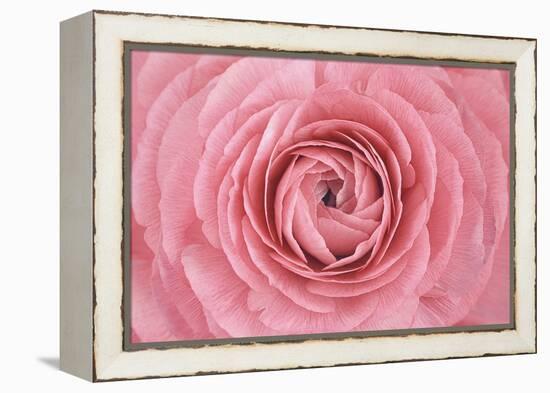 Pink Persian Buttercup Flower-Cora Niele-Framed Premier Image Canvas
