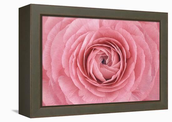 Pink Persian Buttercup Flower-Cora Niele-Framed Premier Image Canvas