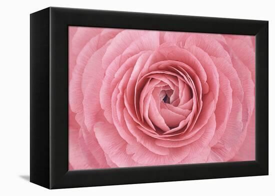 Pink Persian Buttercup Flower-Cora Niele-Framed Premier Image Canvas